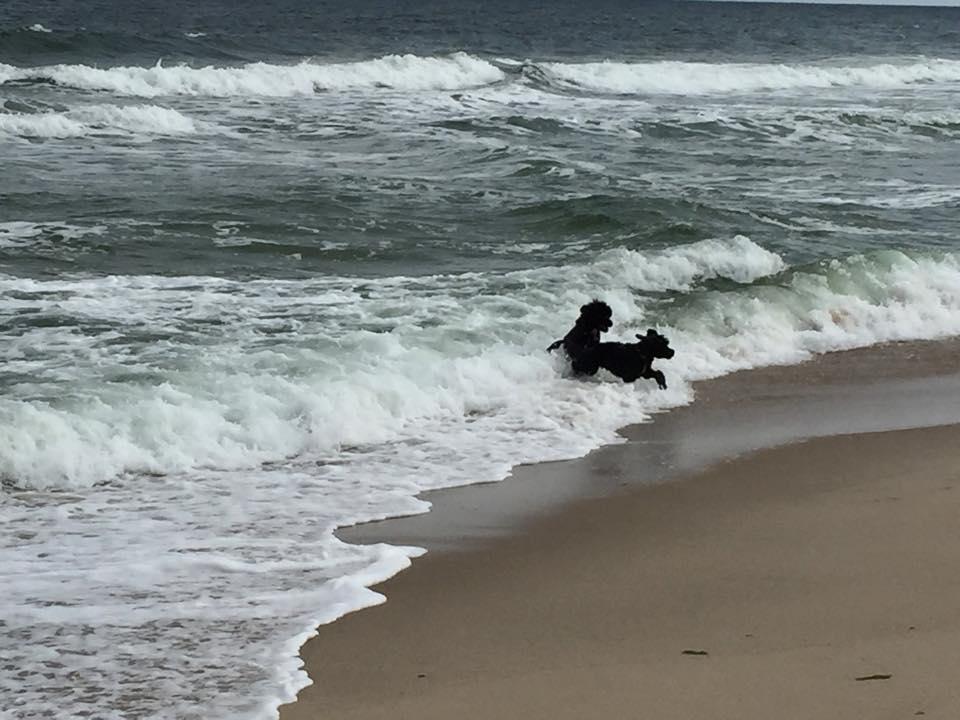 are dogs allowed on bay head beach in off season