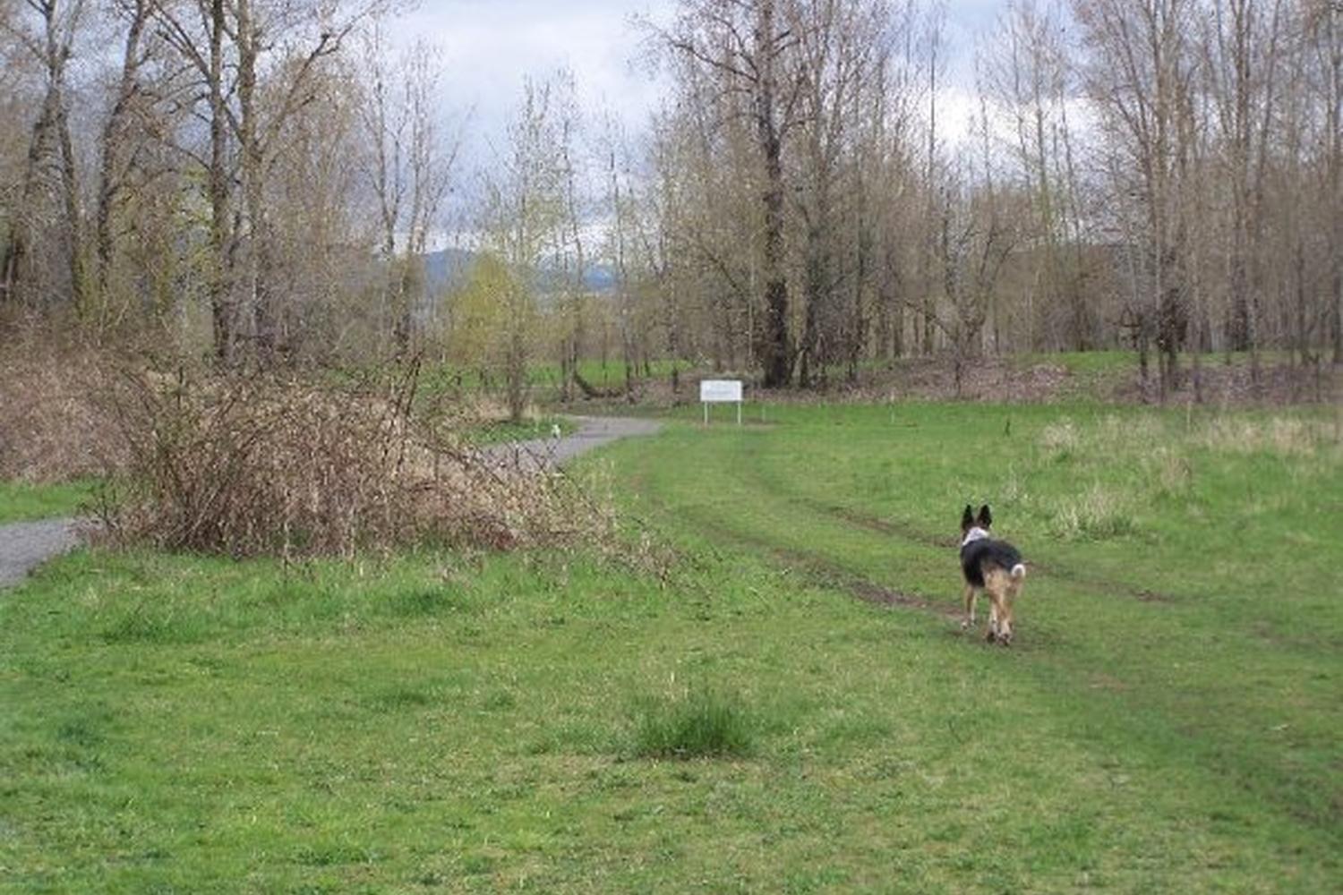 Sandy River Delta Park 1000 Acre Dog Park