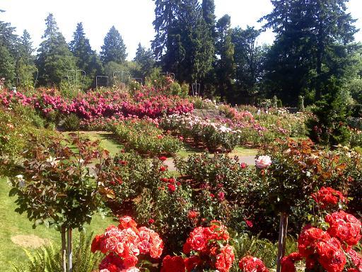 are dogs allowed at portland rose test garden