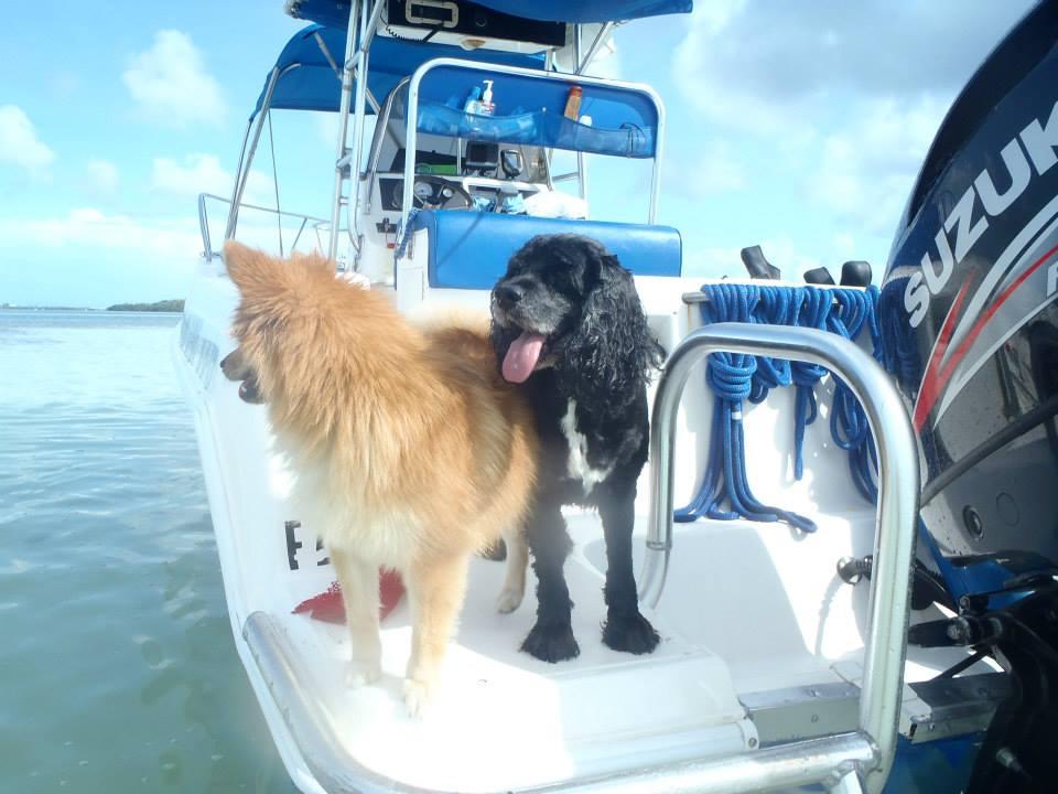Buddy Bowl - How to keep water available for pets on a boat