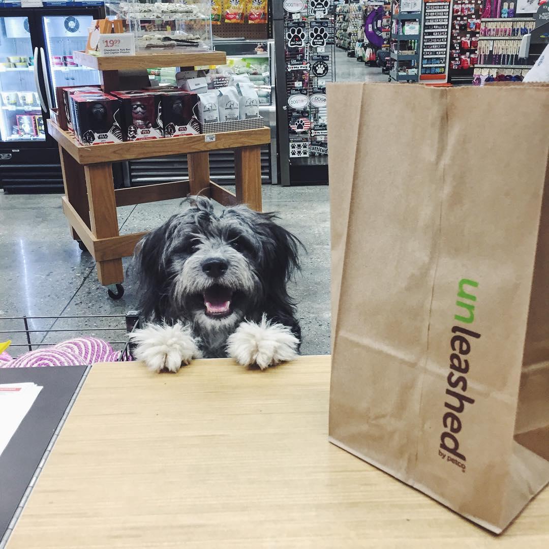 is petco dog friendly