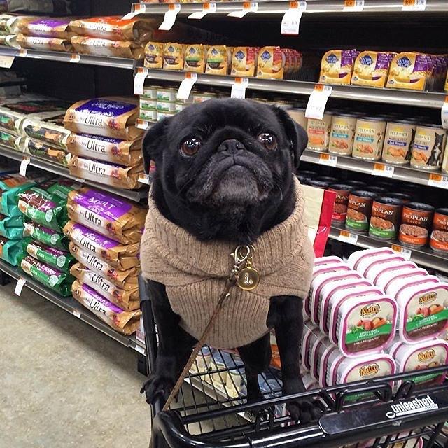 are dogs allowed in grocery stores california