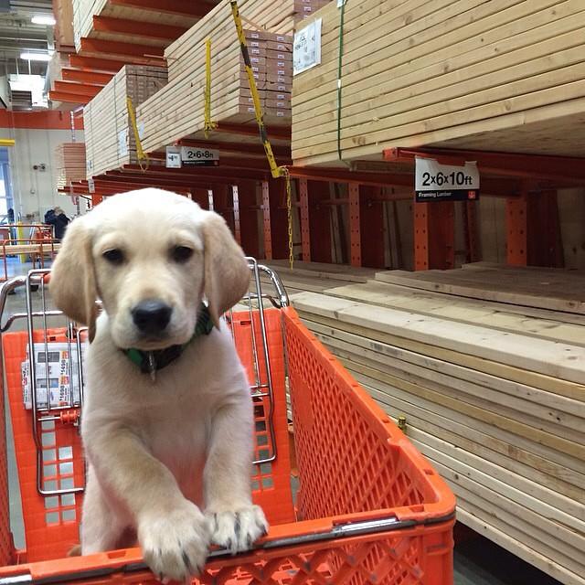 is home depot dog friendly