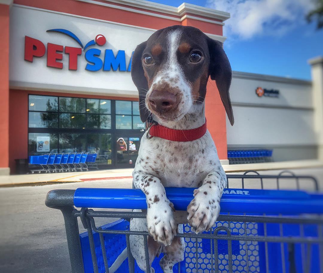10 Dog-Friendly Stores Where You Can Take Your Pup on the Ultimate Shopping  Spree