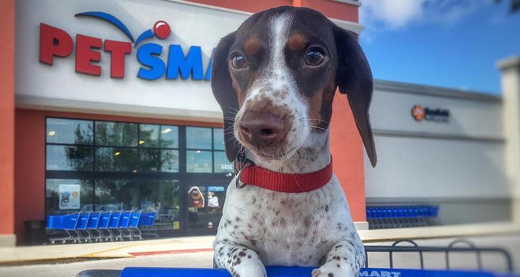 Get Petsmart North Spokane Desktop Wallpaper Get Wallpaper Petsmart North Spokane For Android