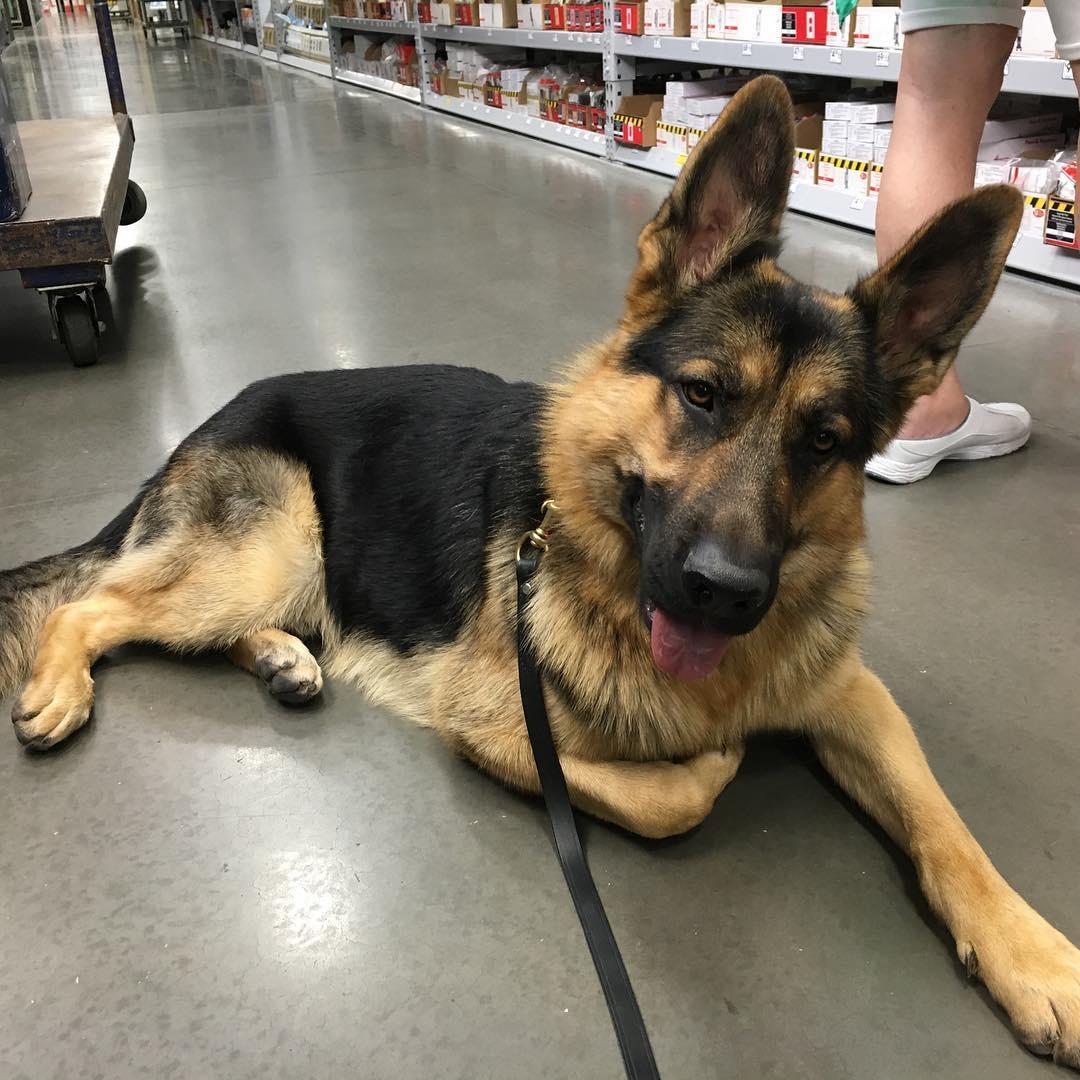 Pet Friendly Lowe's Home Improvement - NW Omaha