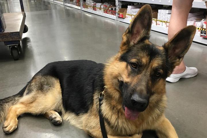 Pet Friendly Lowe's Home Improvement - NW Omaha