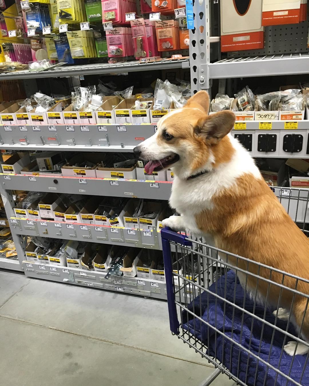 can i bring my dog to lowes