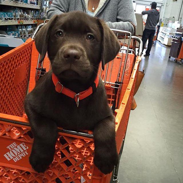 home depot pet policy