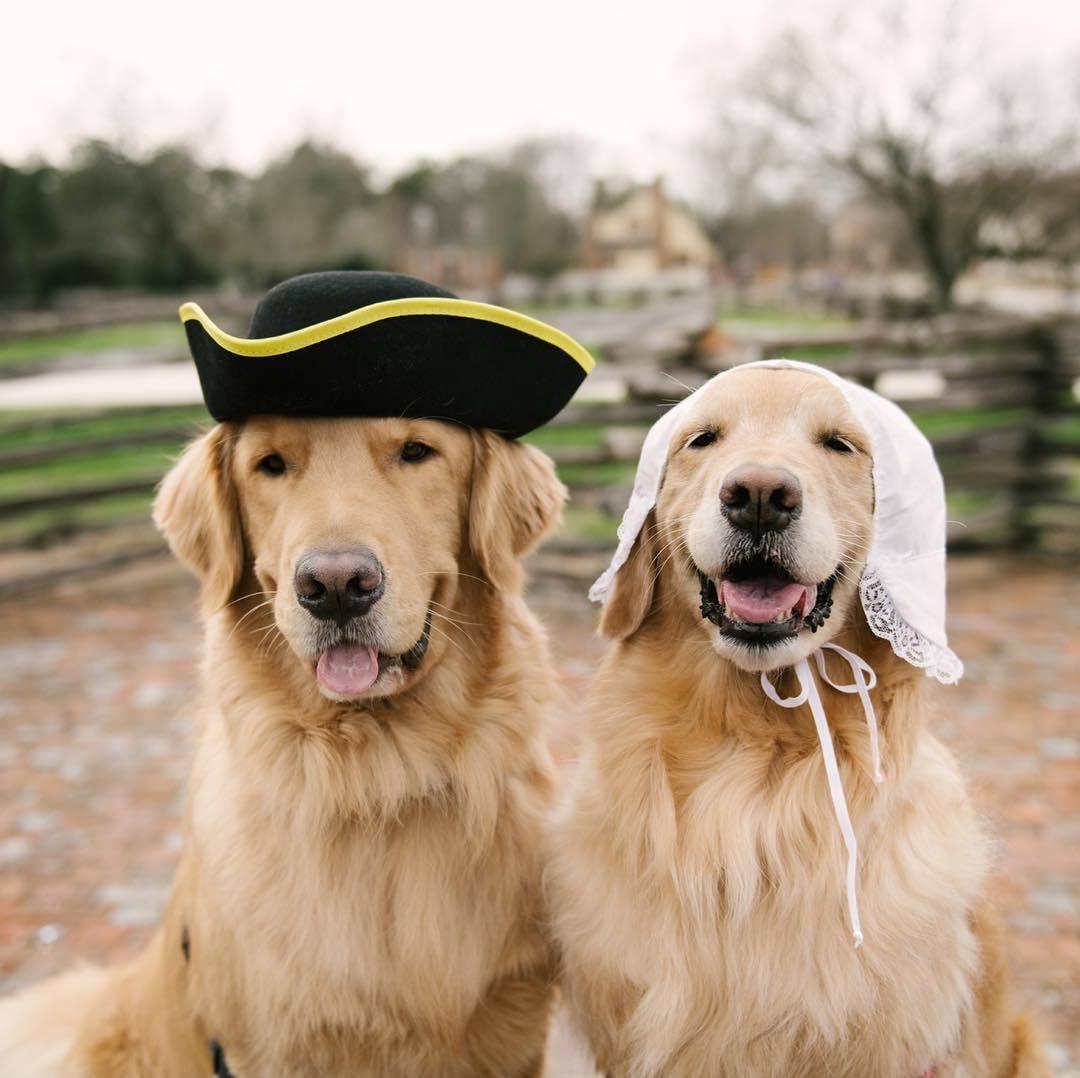 Happy Golden Retriever dogs dressed up in Colonial Williamsburg.