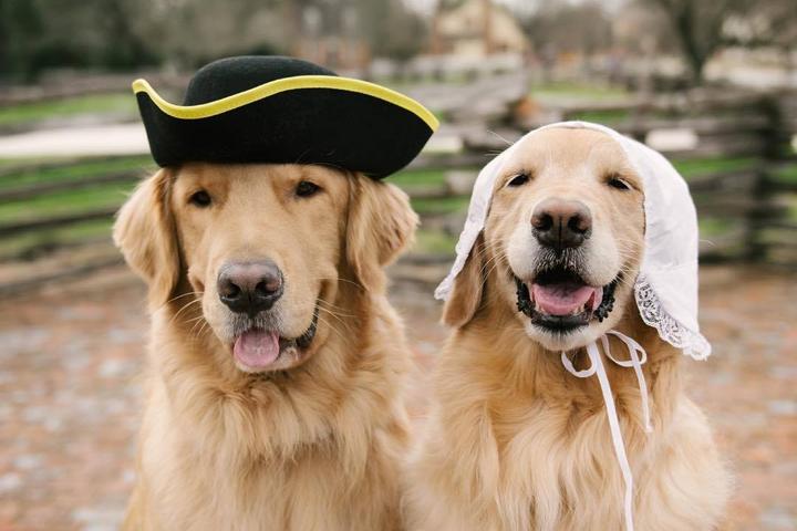 Happy Golden Retriever dogs dressed up in Colonial Williamsburg.