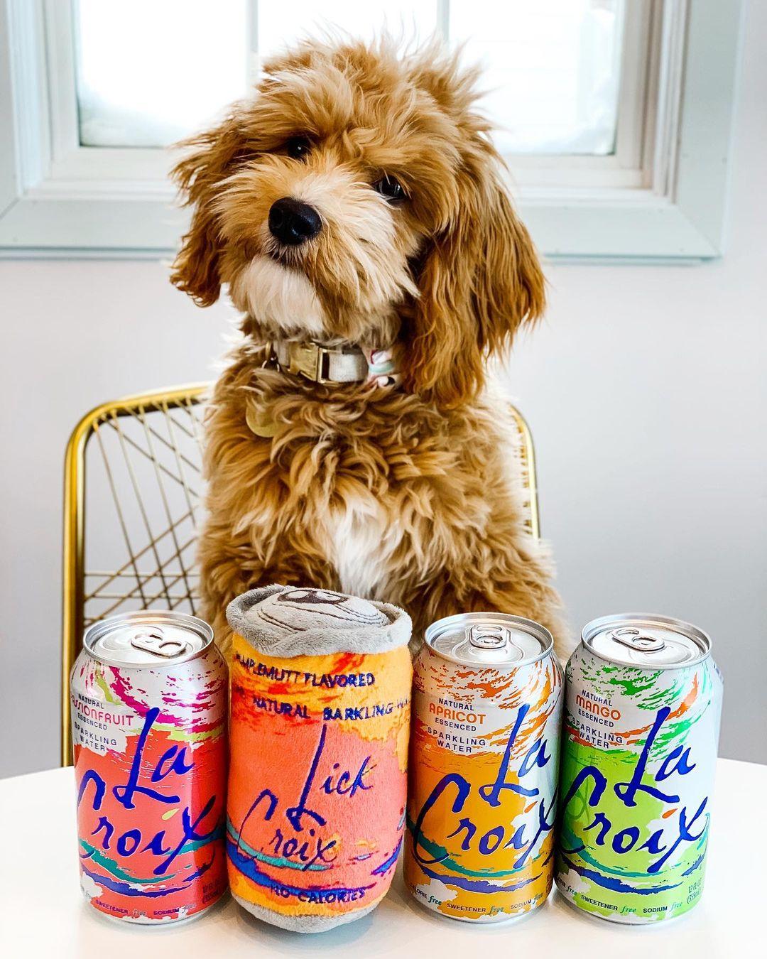 La croix hotsell dog toy