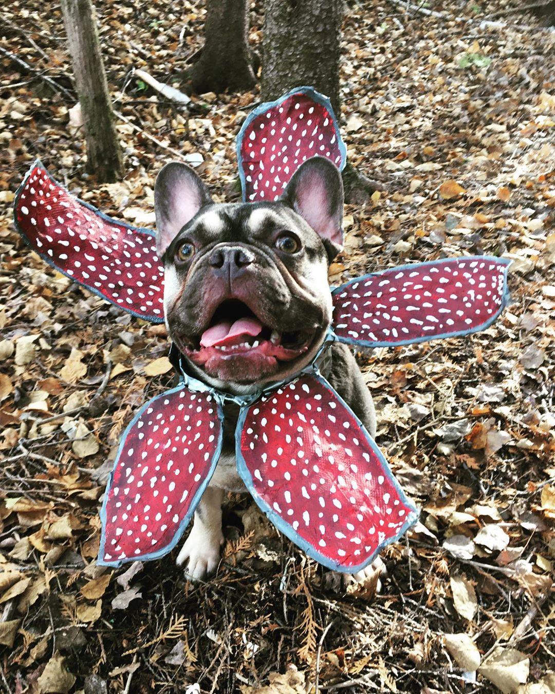 Stranger things costumes outlet for dogs