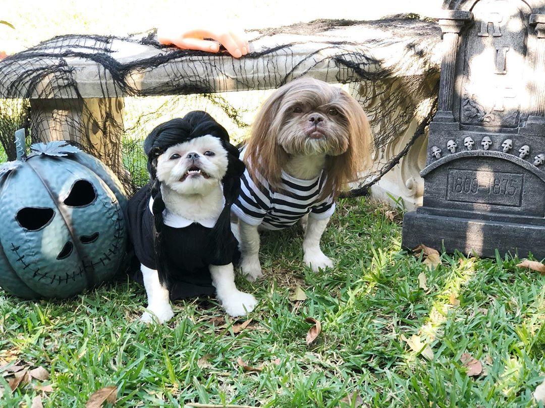 The Best Halloween Dog Costumes for 2021 BringFido