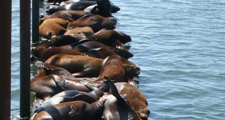 Comfort Suites Columbia River Pet Policy