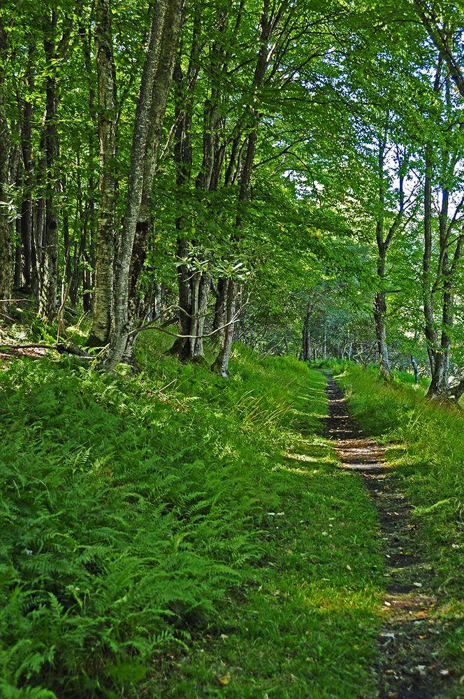 Canaan Valley Resort & Conference Center Pet Policy