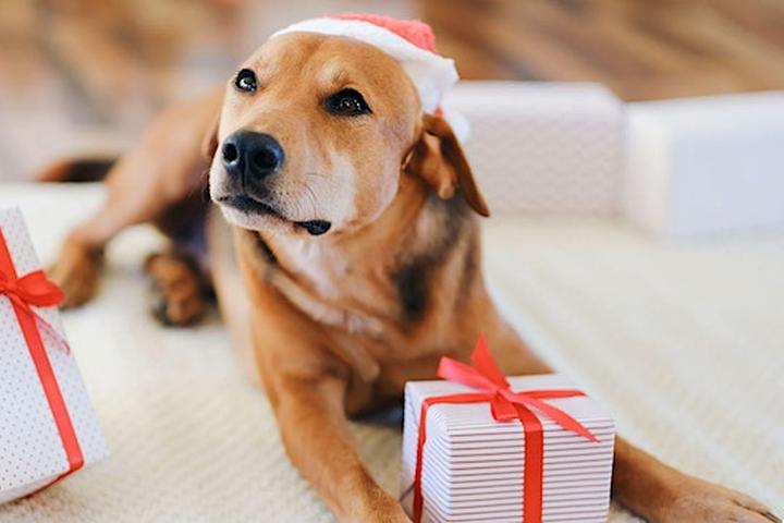 Pet Friendly Deck the Paws Holiday Pup-Up