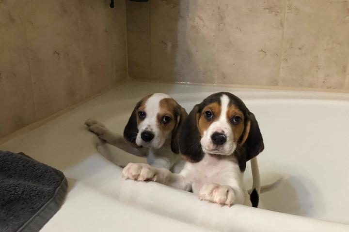 Pet Friendly Triangle Beagle Rescue Dog Wash