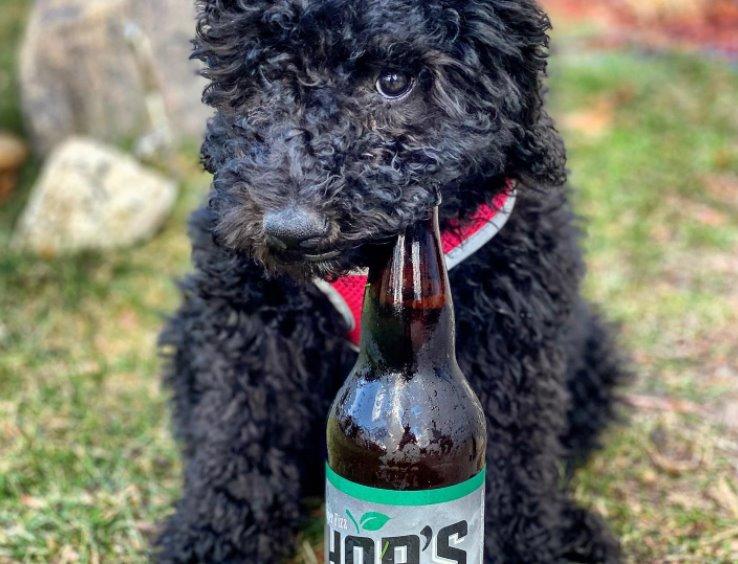 Pet Friendly Pups & Pints Patio Party at Thor's Hard Cider