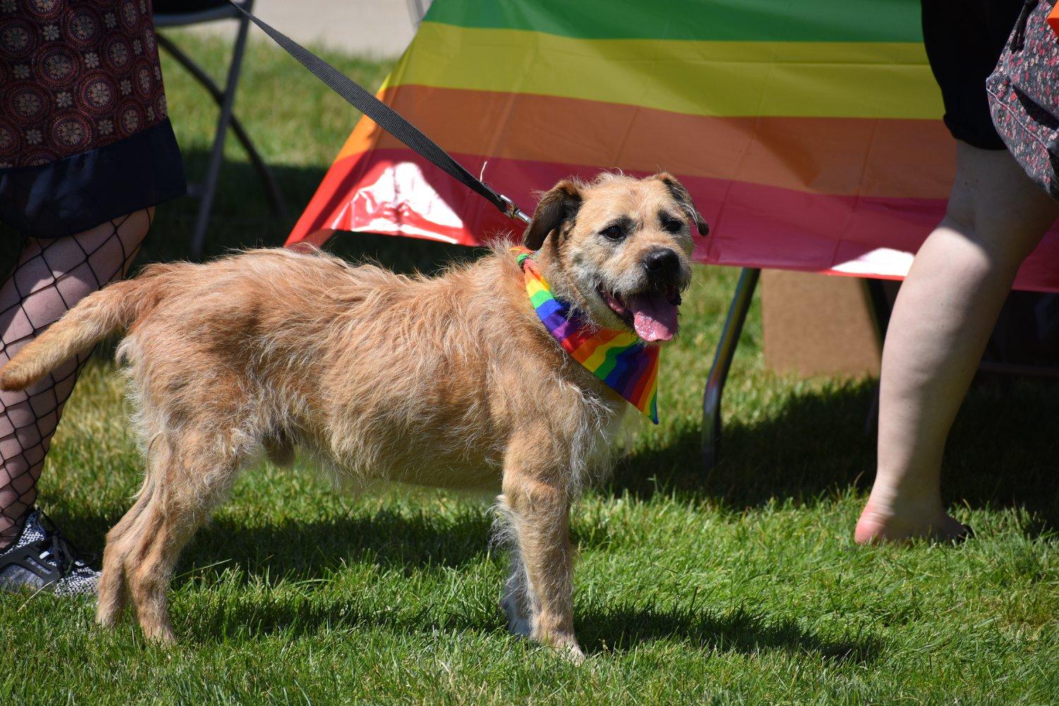 Pet Friendly Indy Pride Pet Pride