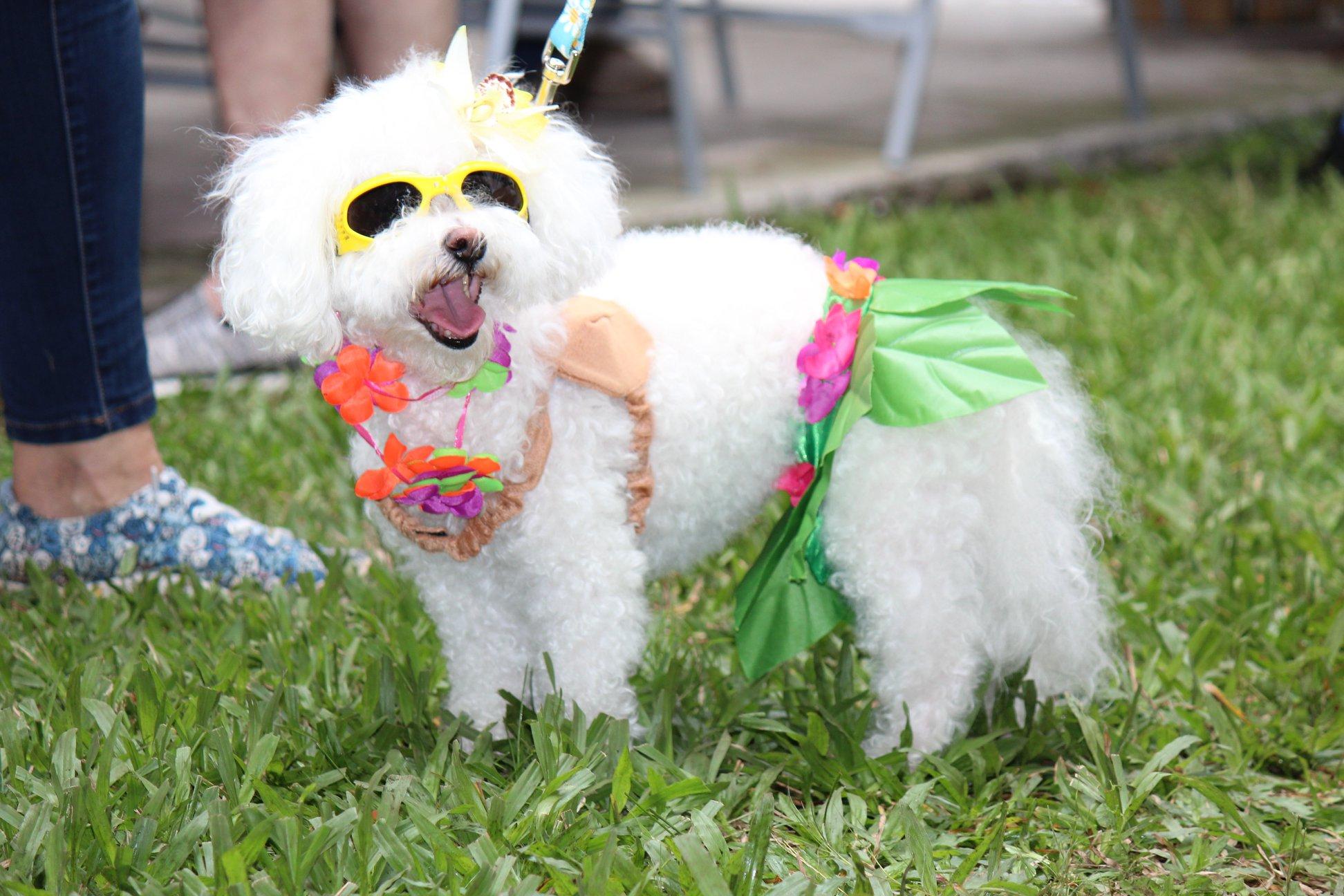 Dog Events South Florida 2022
