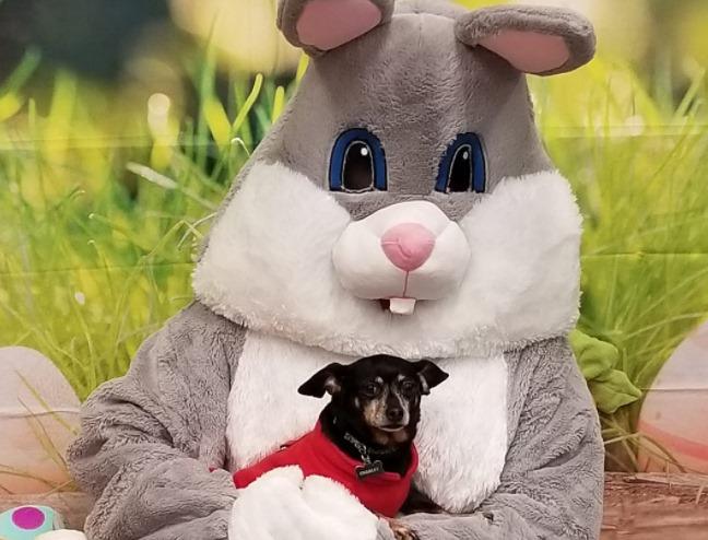 BringFido to Dog Family Easter Bunny Photos