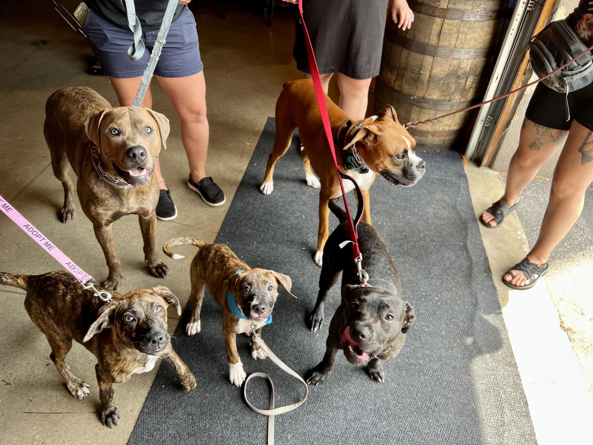 Pet Friendly Puppies and Pints