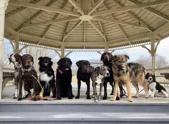 Pet Friendly Pup Scouts Dog Walks