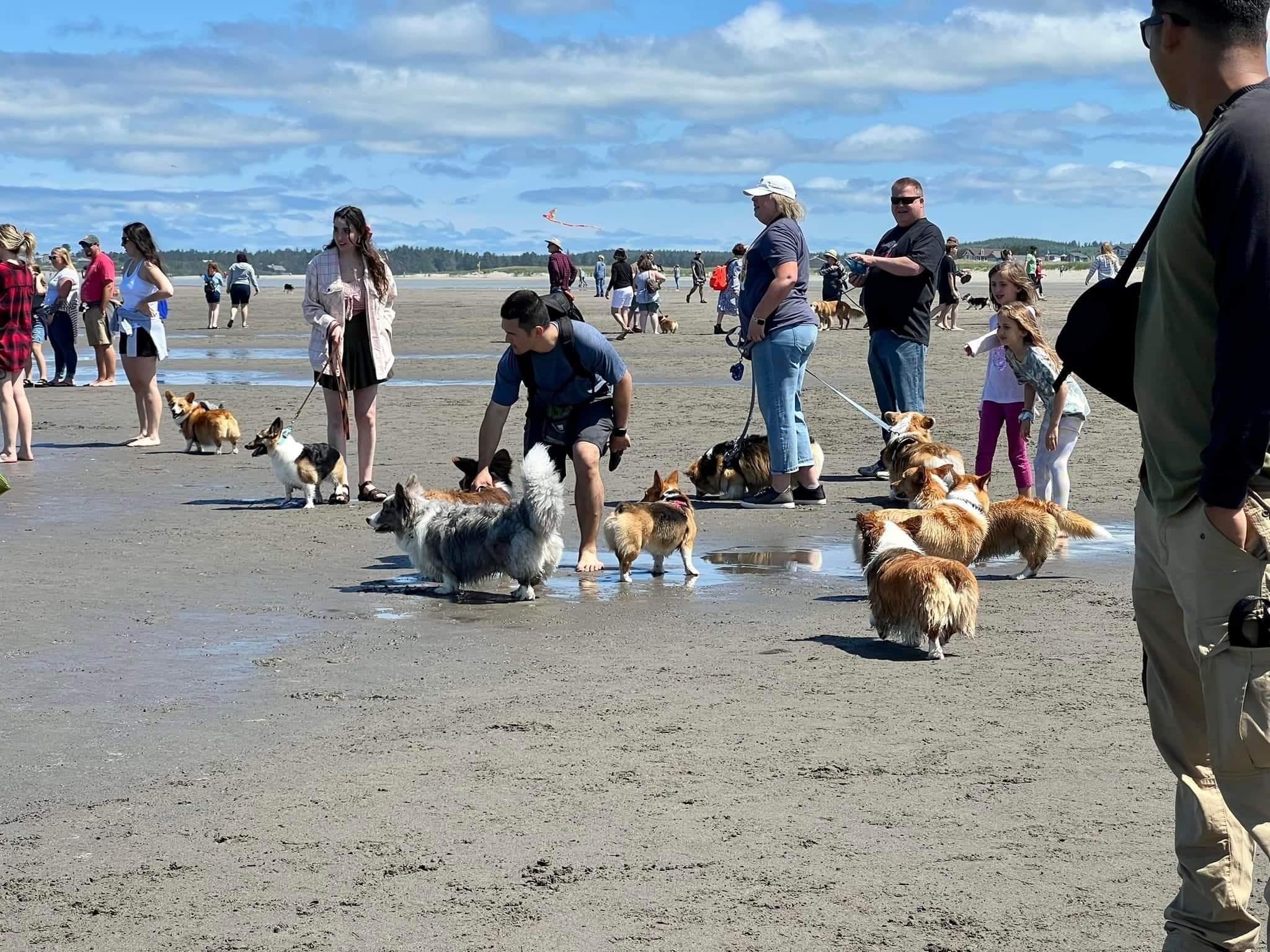 Pet Friendly Corgi Beach Takeover
