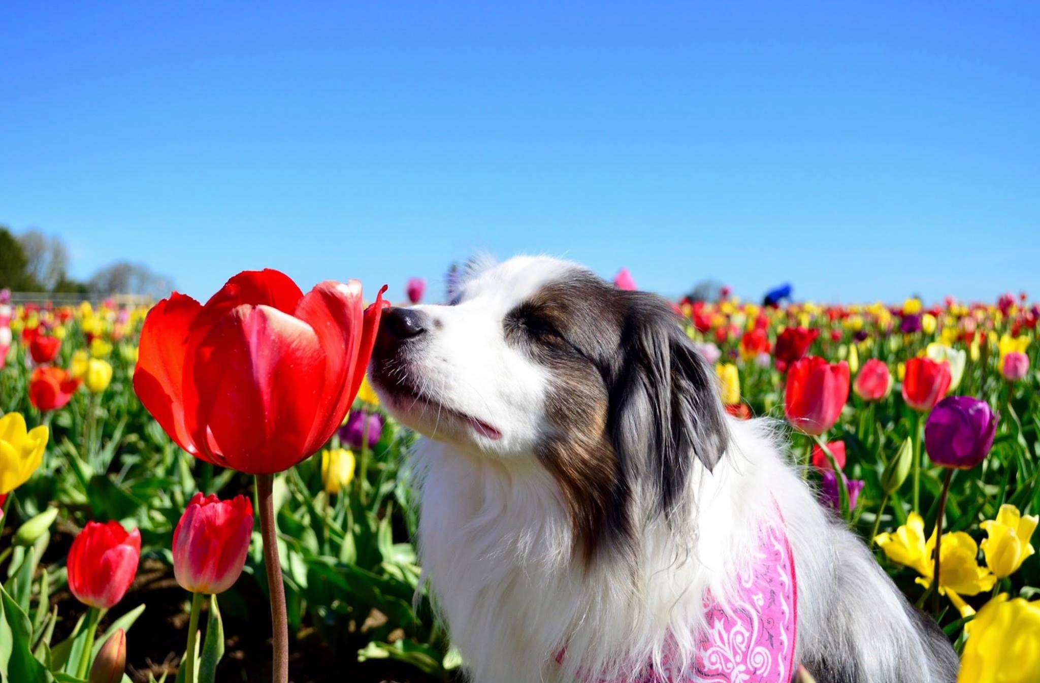 Pet Friendly Wooden Shoe Tulip Festival