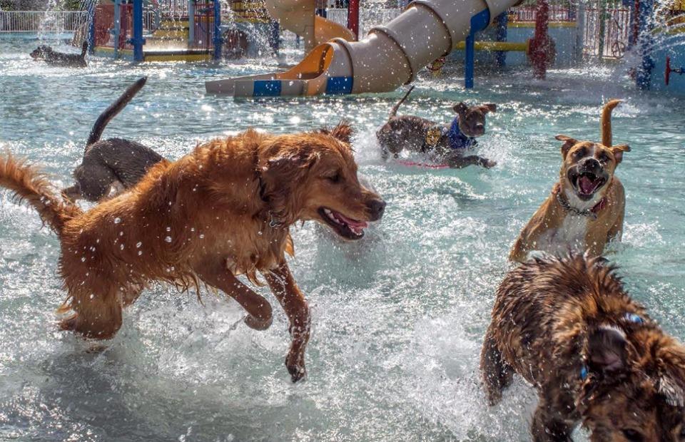 Dog has fun playing on water slide