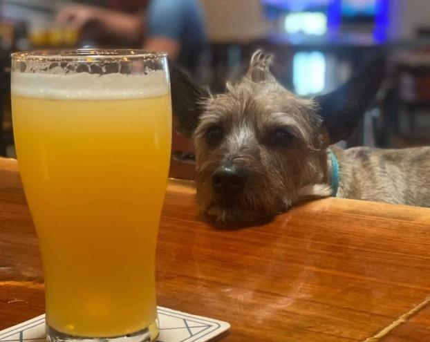 Pet Friendly Pups n' Pints Yappy Hour at Pompano Beach Brewing Company