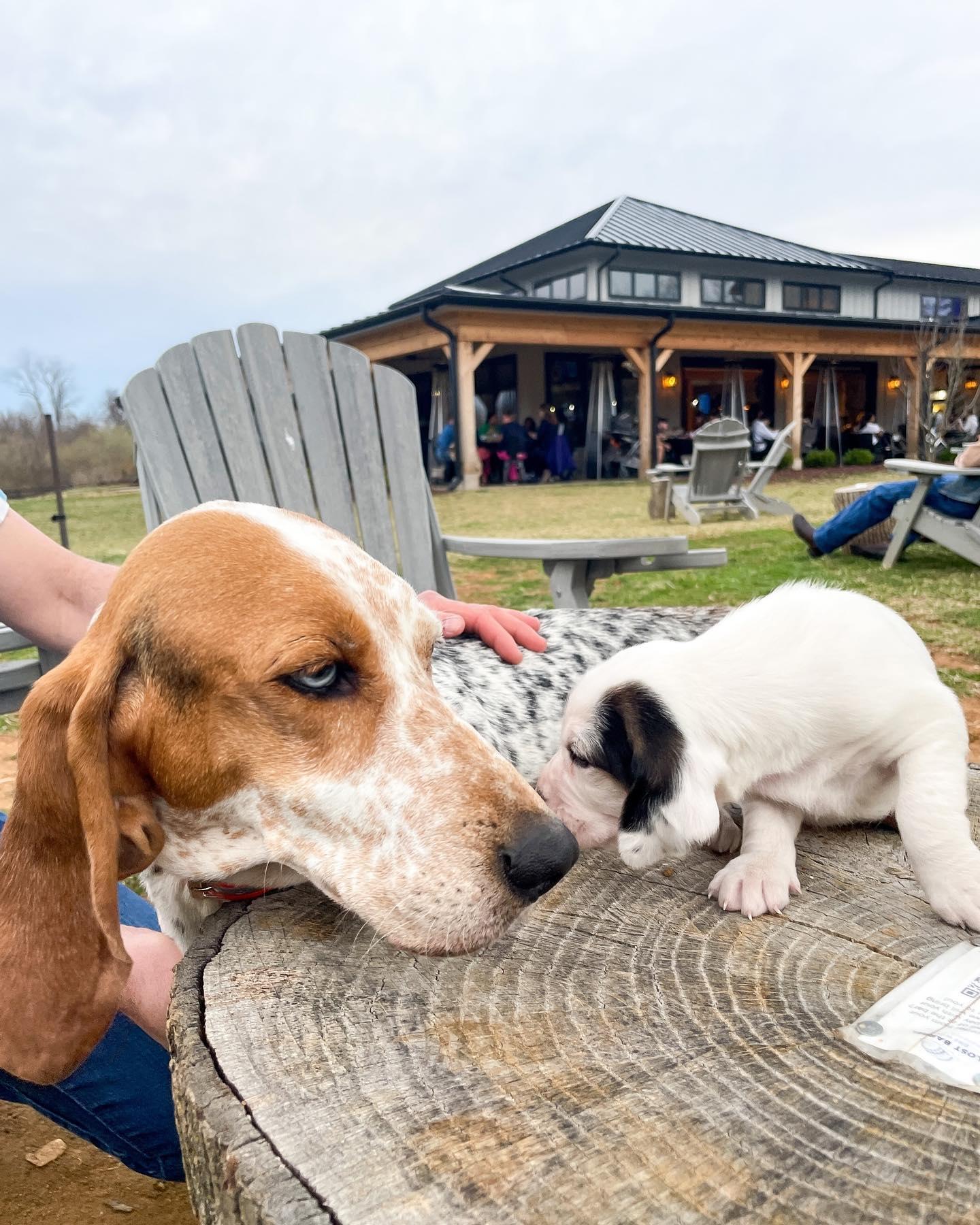 Pet Friendly Easter Brunch at Lost Barrel Brewing