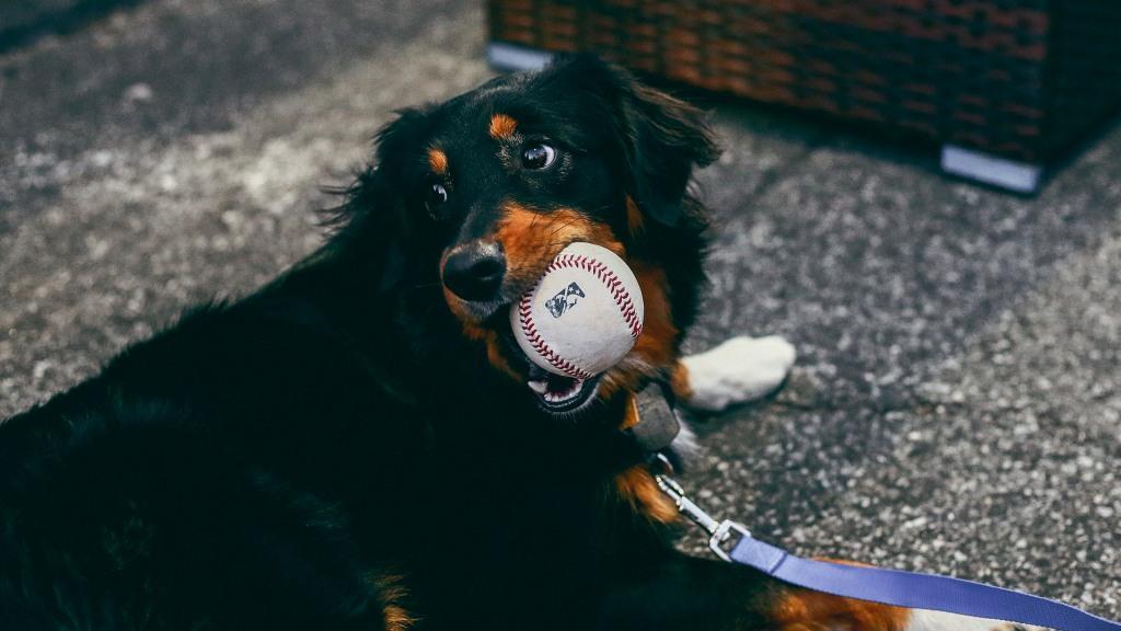 All Star Dogs: Brooklyn Cyclones Pet Products