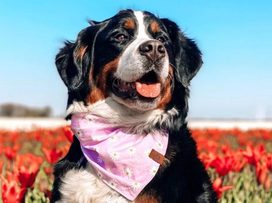 Pet Friendly Pups in the Park Days