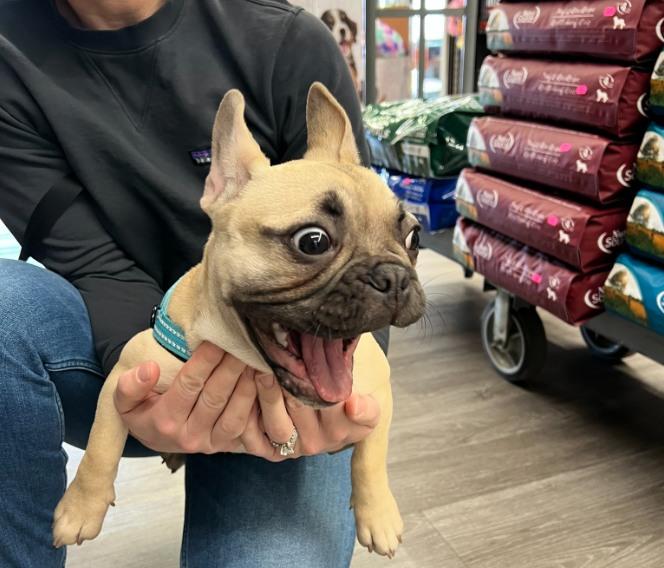 Spring Fling at Pet Supplies Plus Mooresville