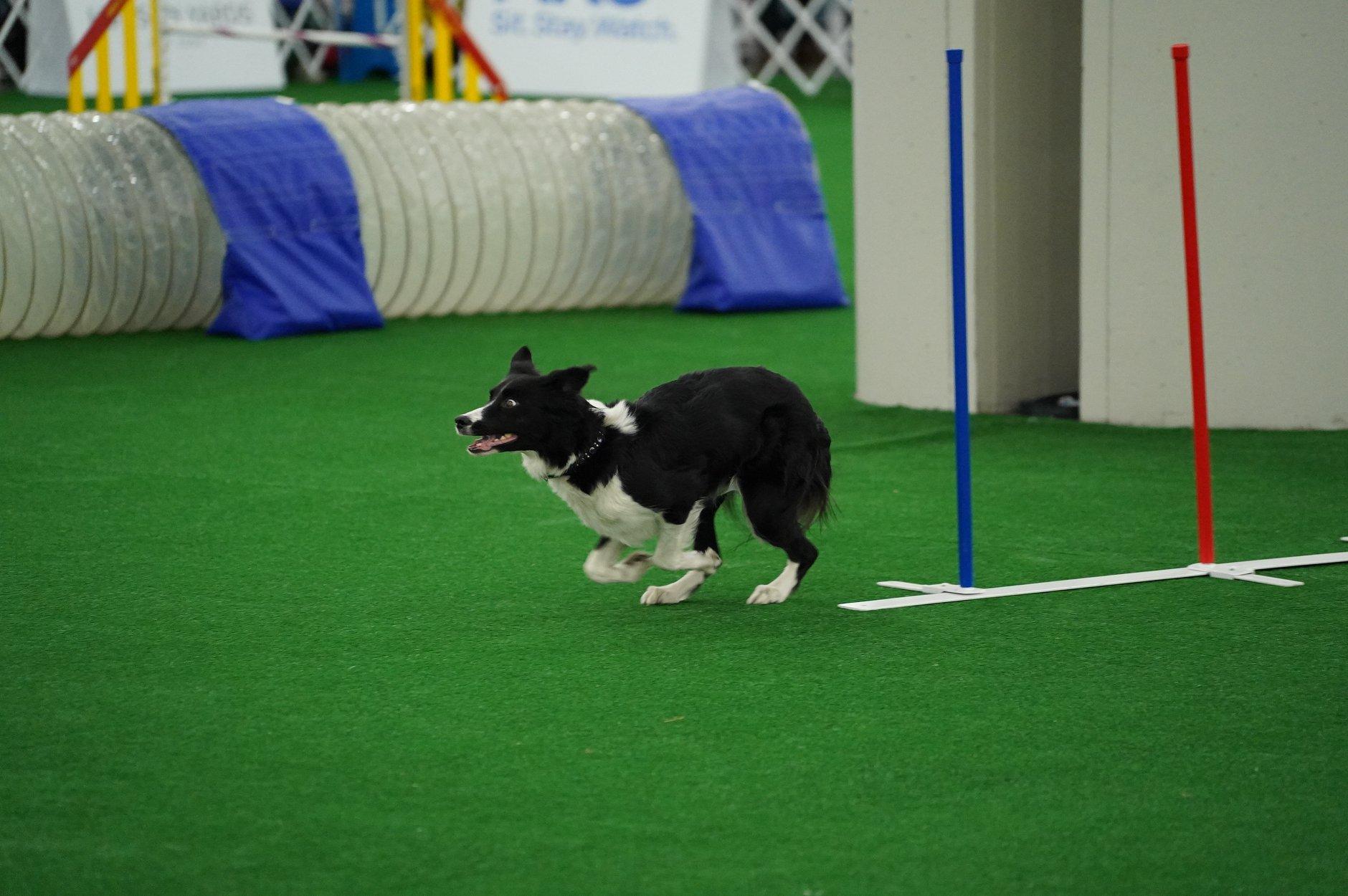 BringFido to AKC National Agility Championship