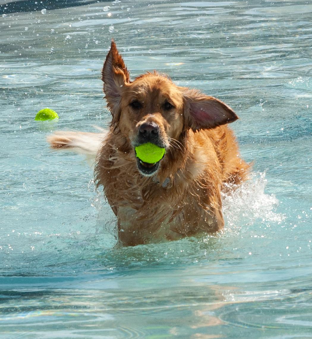 Pet Friendly Wag'N Romp