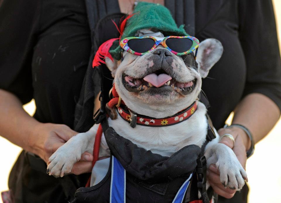 Pet Friendly Denver Oktoberfest