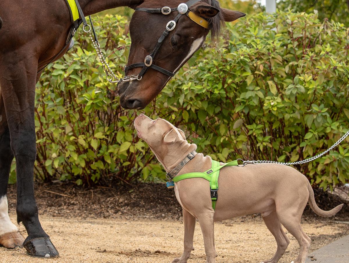 Michigan Humane Giddy Up Pup