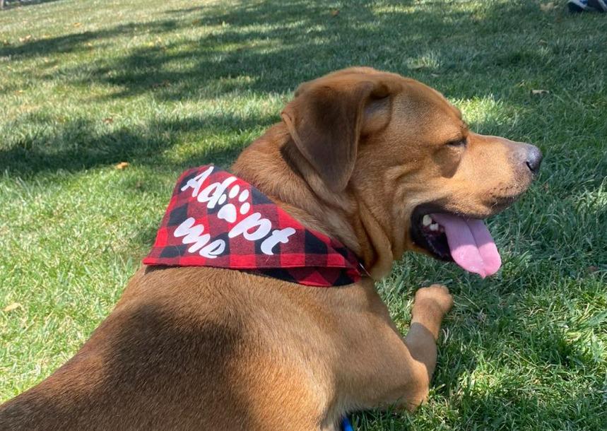 Pet Friendly Wags to Riches