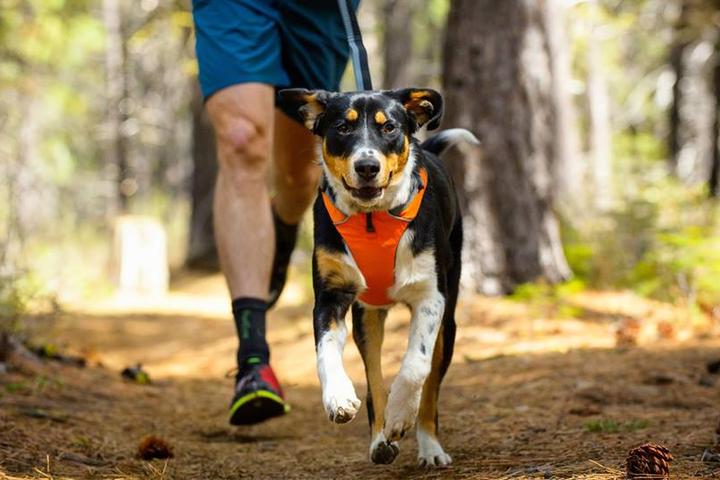 Pet Friendly Soldiers Pace Canicross and Trail Run