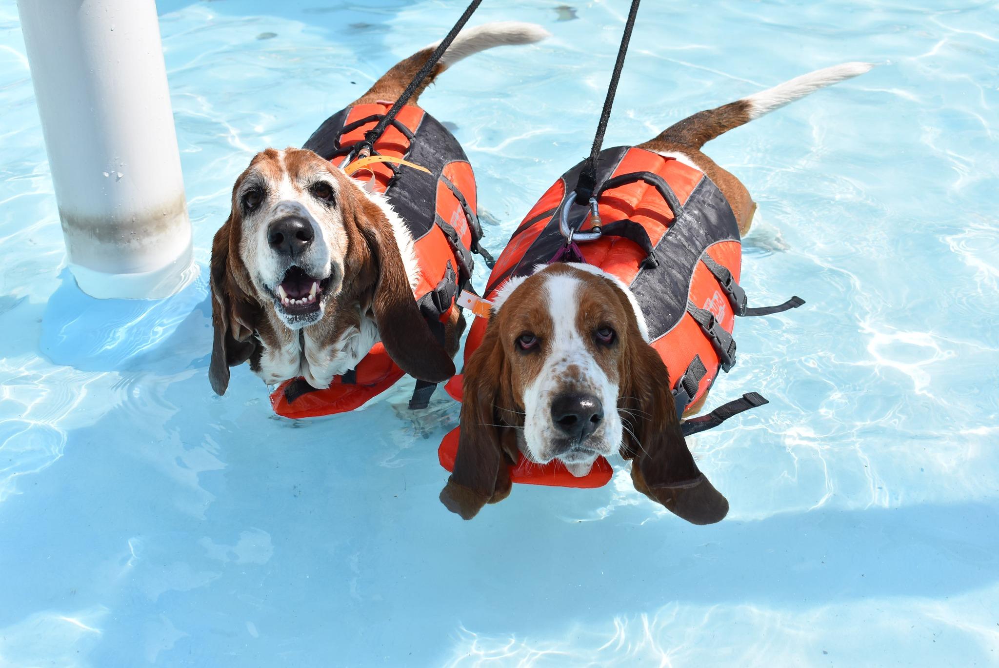 Pet Friendly Doggie Dive at Knoebels Amusement Resort