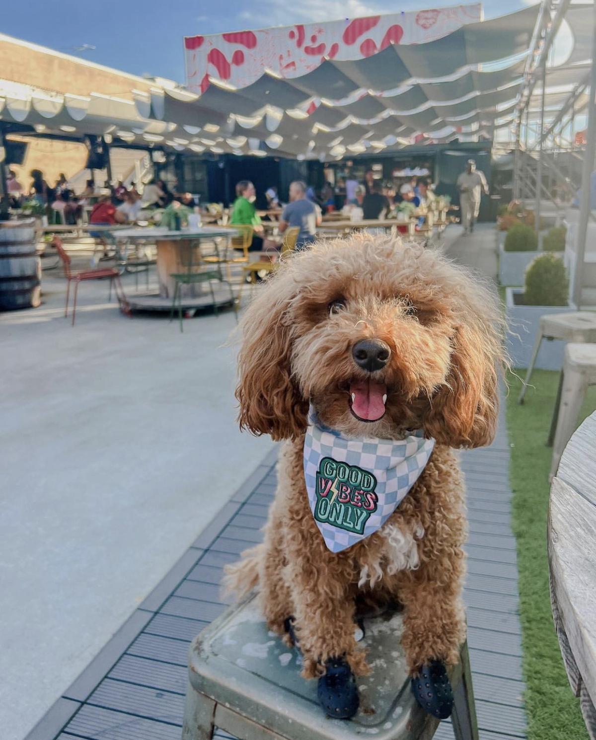 Mark your calendars friends. Yappy Hour with @districtdog is back! Grab  your furry friends and come hang on the patio this Thursday…