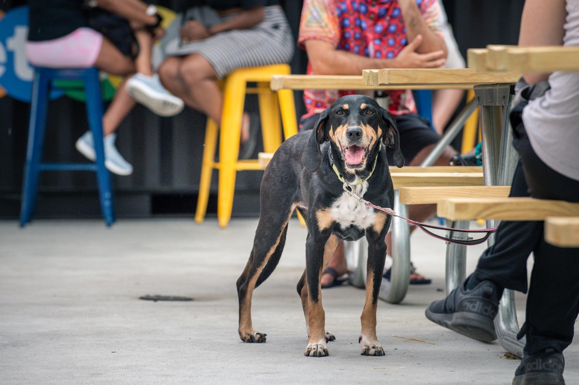 Mark your calendars friends. Yappy Hour with @districtdog is back! Grab  your furry friends and come hang on the patio this Thursday…