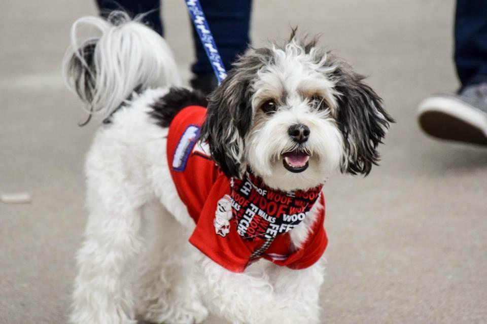 cincinnati reds dog jersey