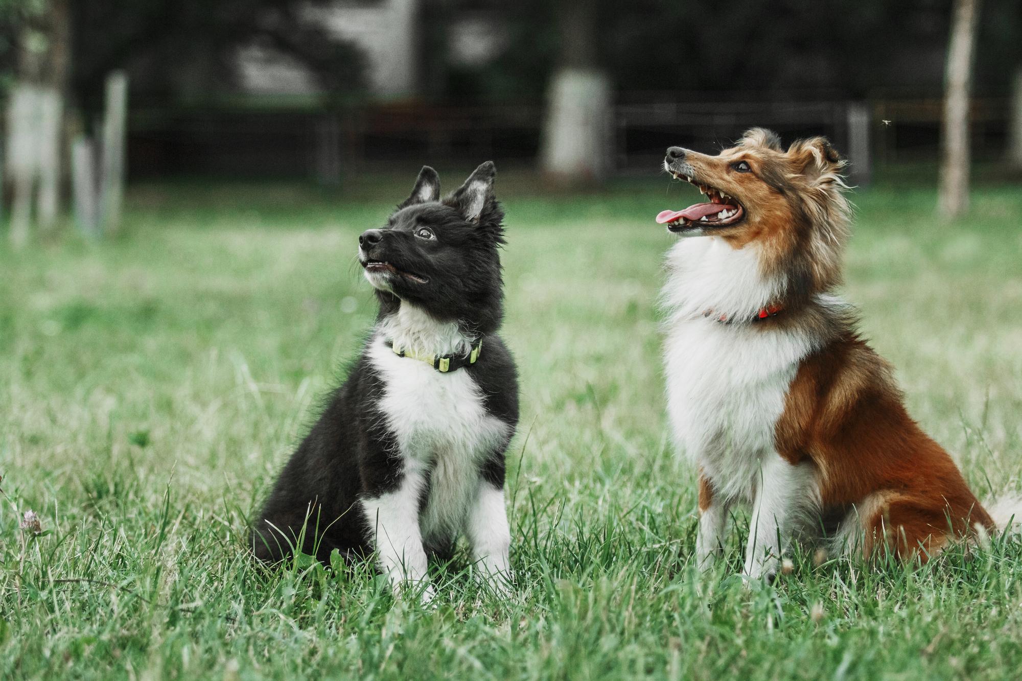Pet Friendly Barks & Brews