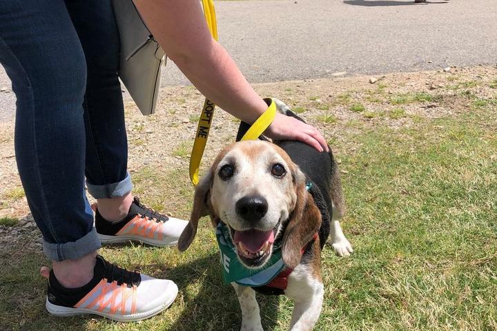 Dog Events In Raleigh Nc Bringfido Dog Events Wake County May 2022