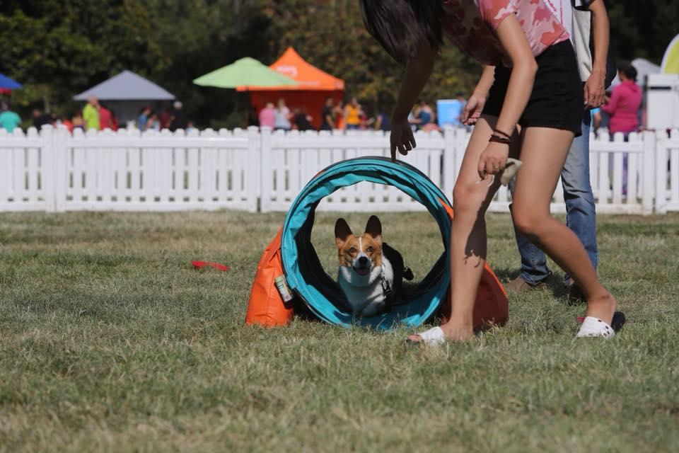 2023 Bark in the Park (San Jose)