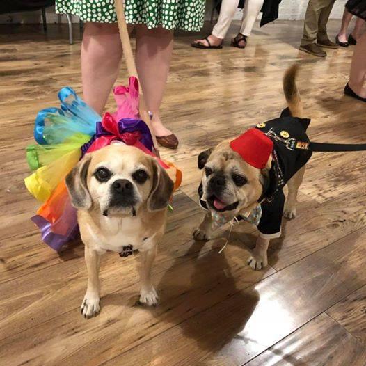 Pet Friendly Live Like Roo Dog Prom